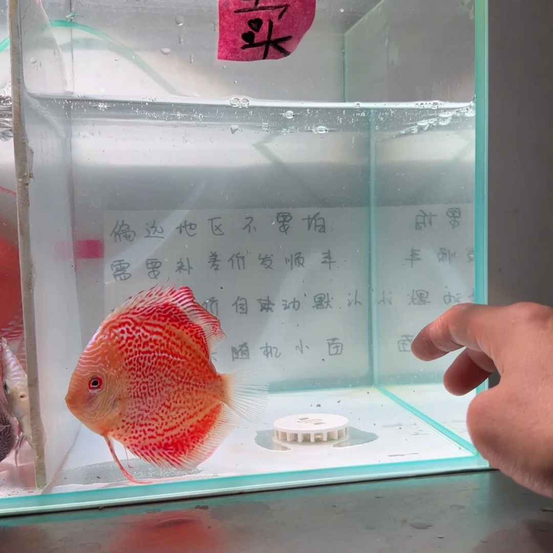 七彩神仙鱼肉身8偏远地区不拍