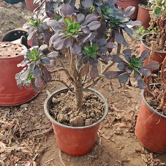 晚霞加急发货法师28