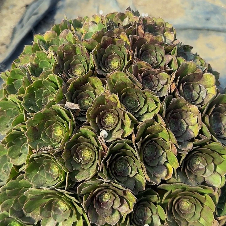 精品红心沙拉碗绣球朵朵特价福利29