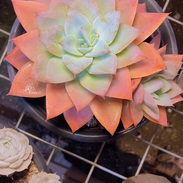 草***巧一个人吃完午饭回家看