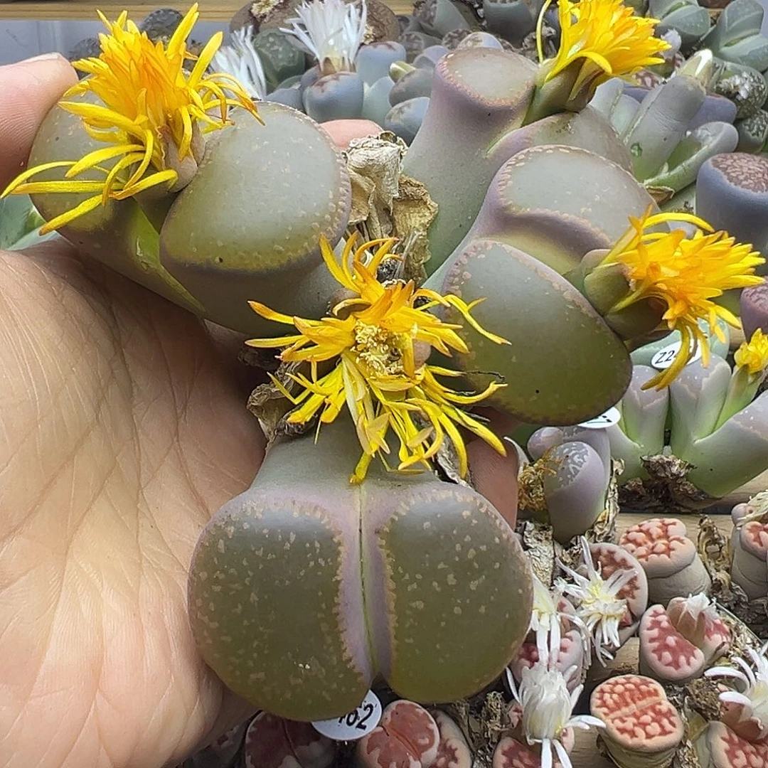 2481 生石花清货福利炸不售后