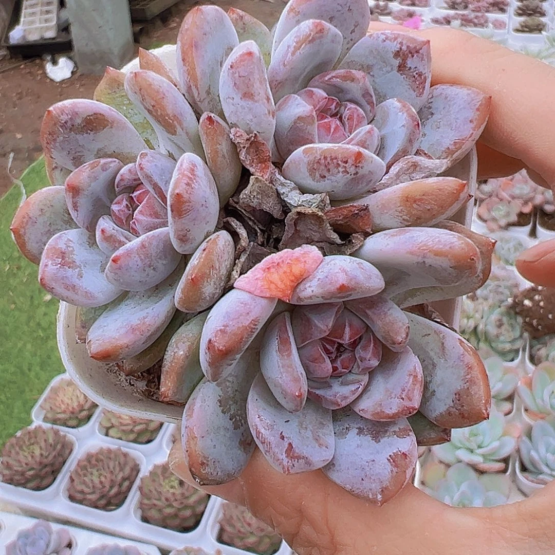 石榴籽群19包邮多肉植物