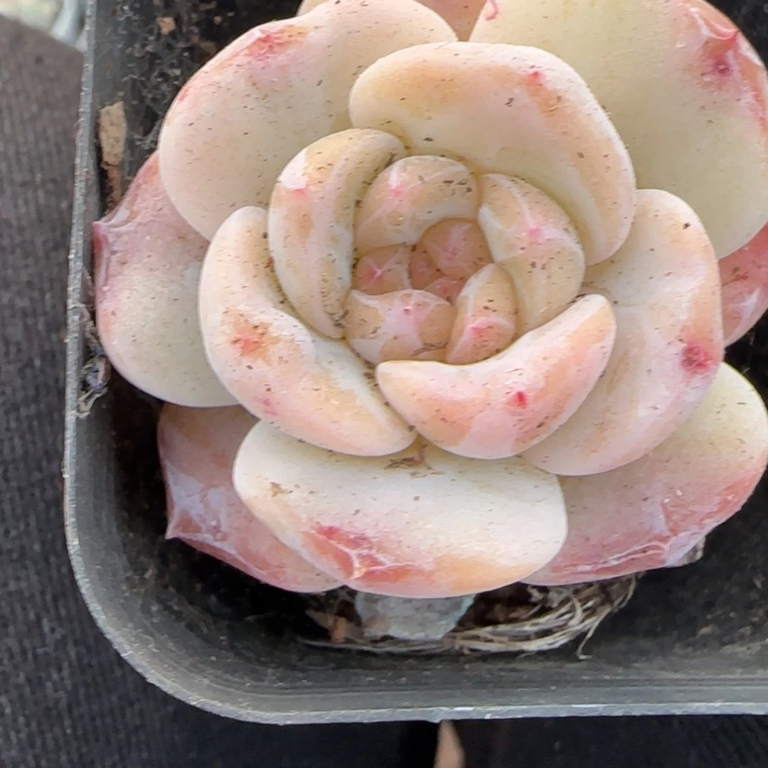 小卡拉米糖心一物一拍