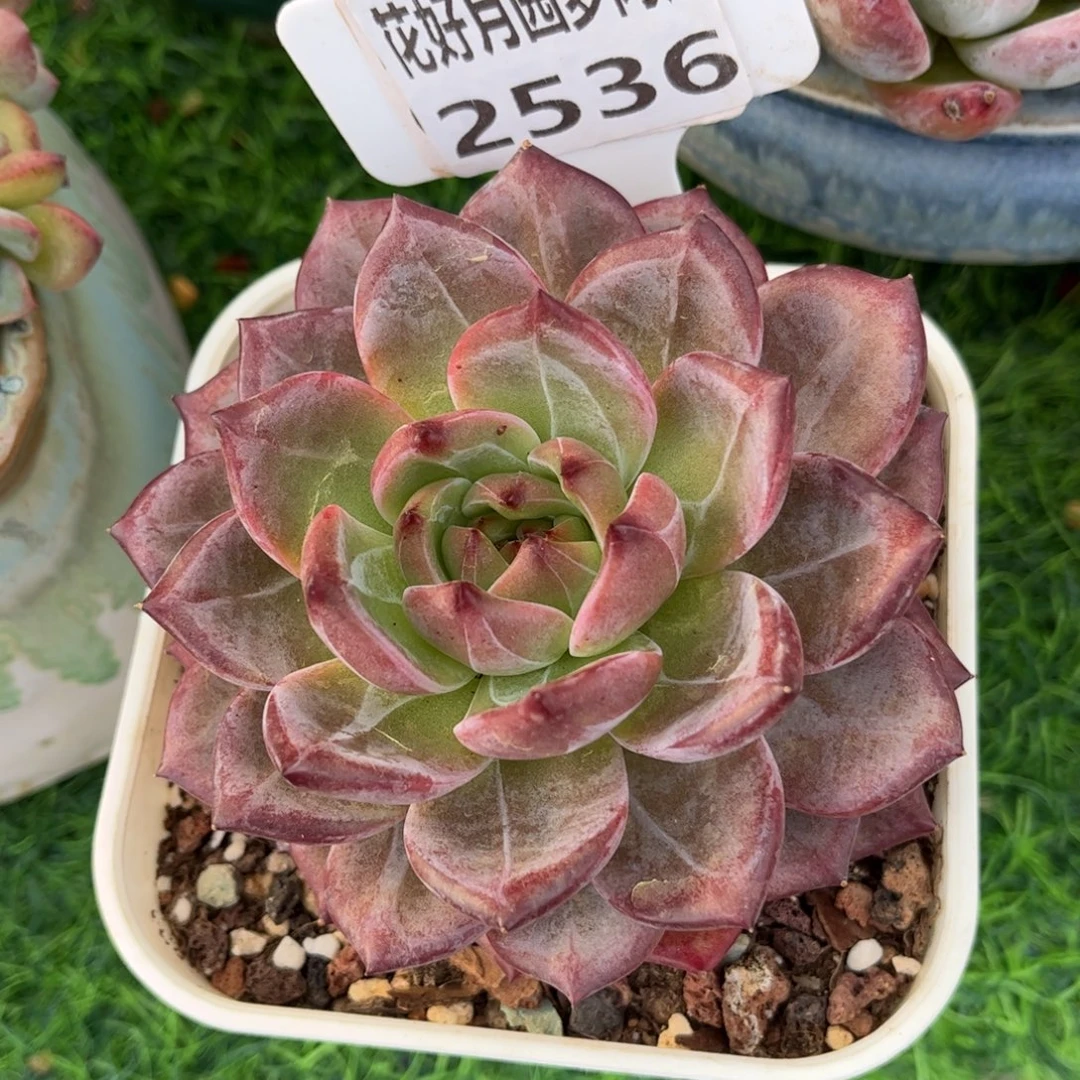 四***开多肉植物2536…………..