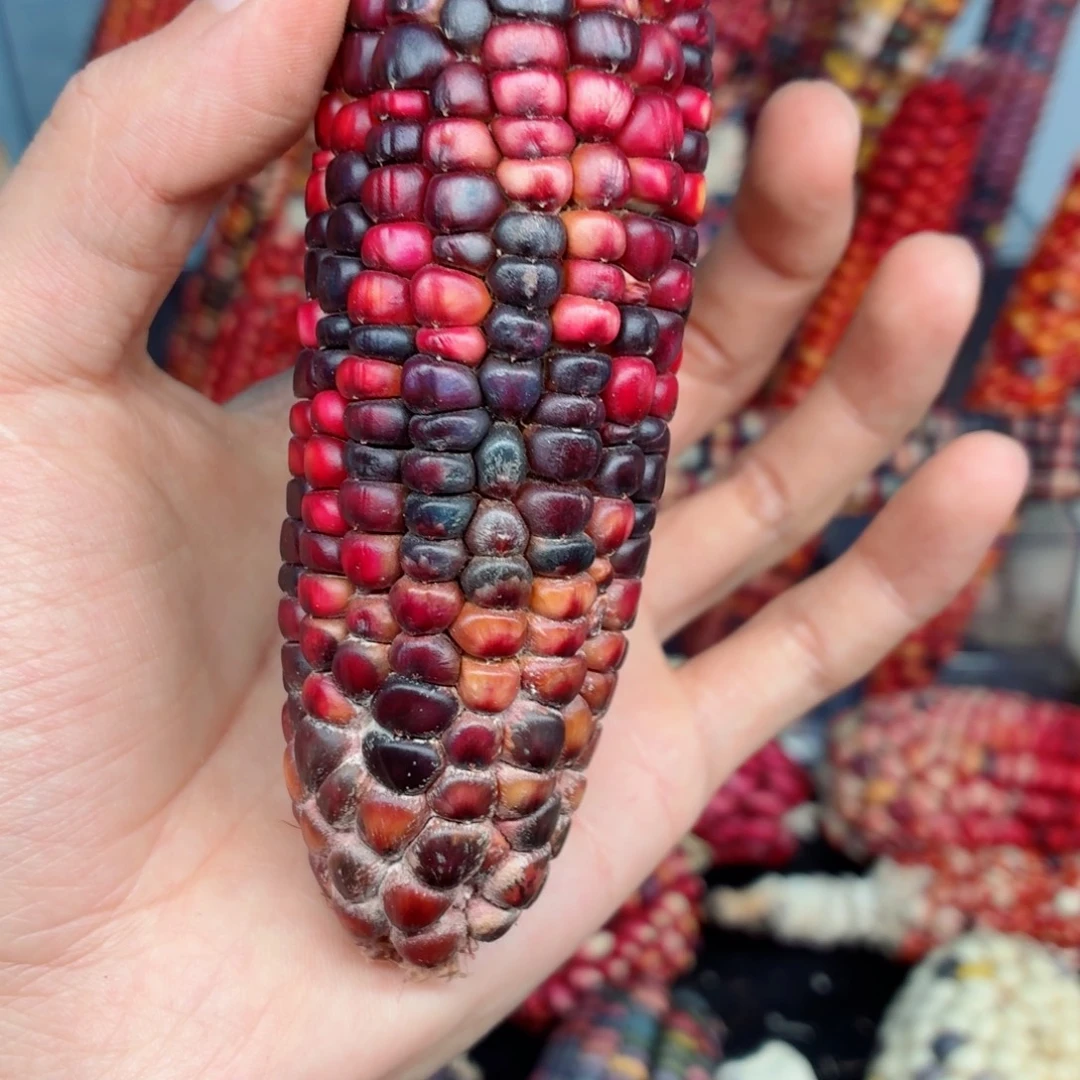 爱***2吊坠白玉菩提文玩精品文玩精品