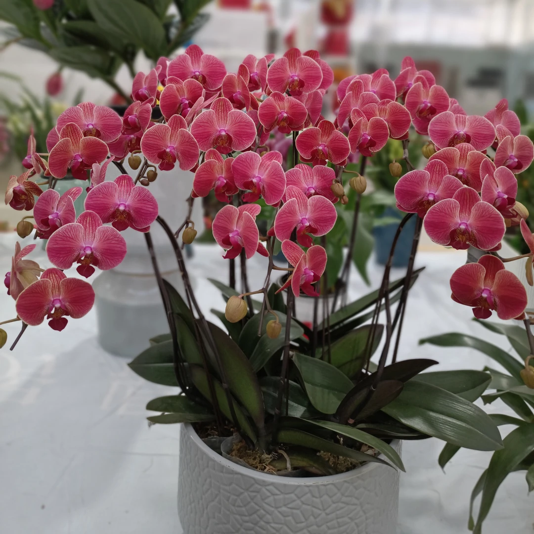 【花语绿植花卉】蝴蝶兰(柑橘十支瓷盆)