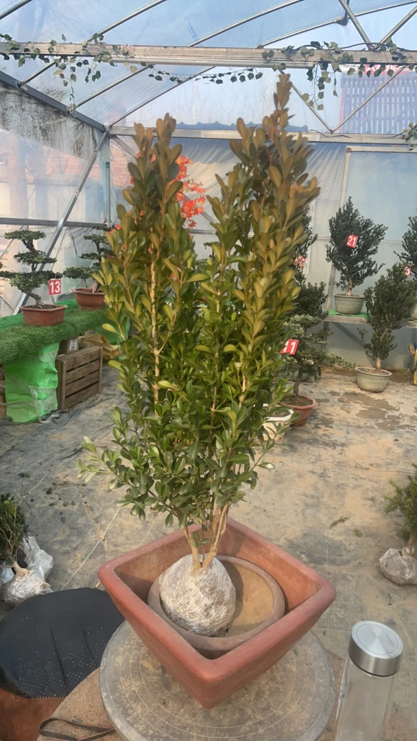 四季室内长青瓜子黄杨造型苗