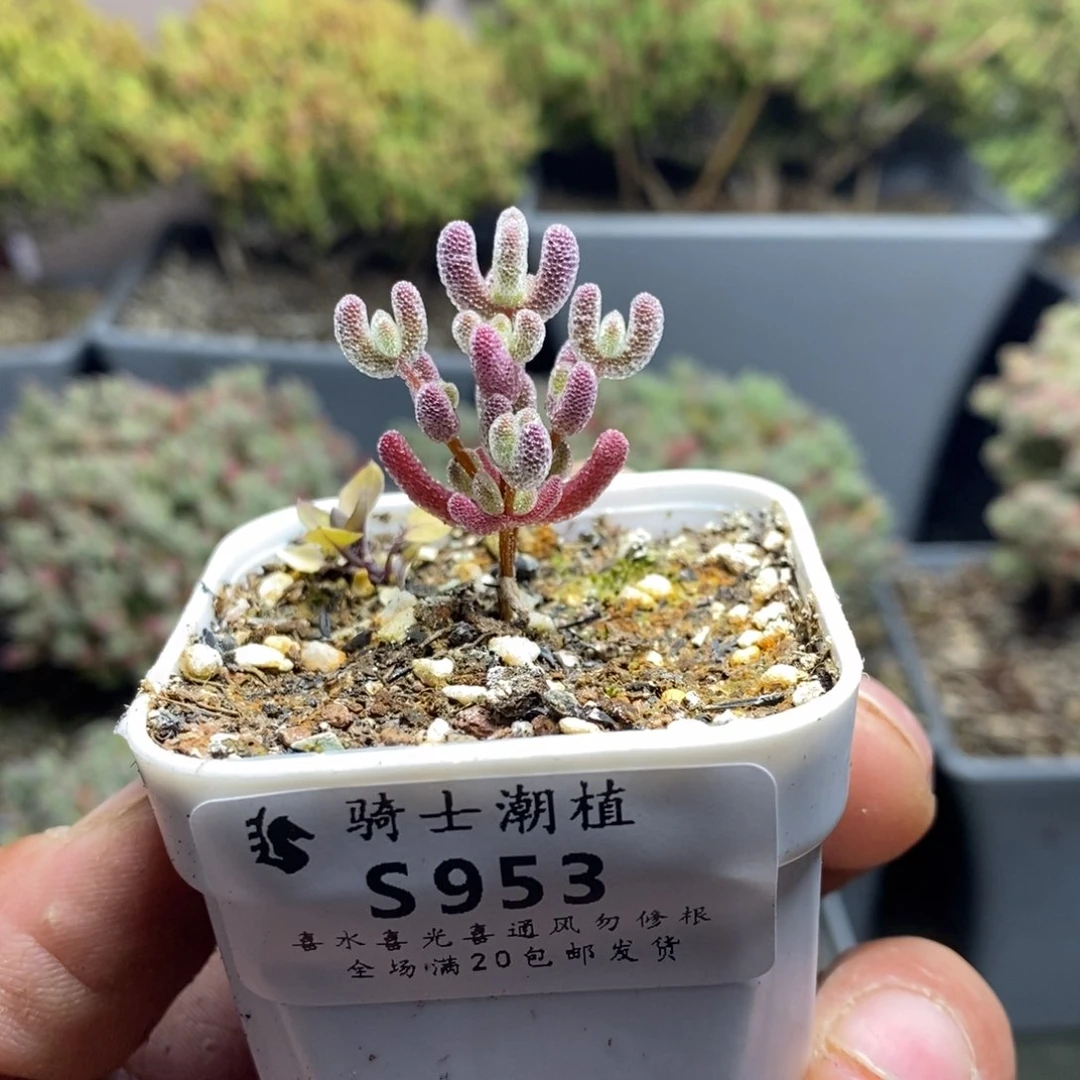 953实生精控优选冰晶