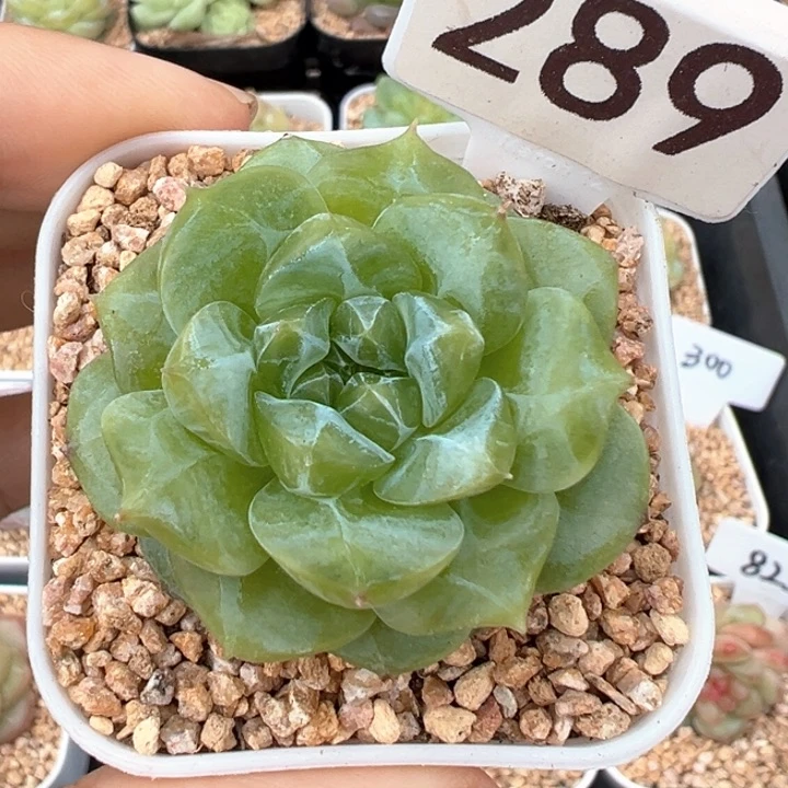 289号风花雪月系列