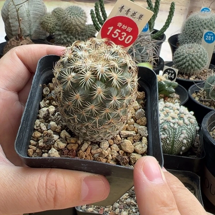 实生伊莎贝拉娇丽3.8cm一棵仙人球