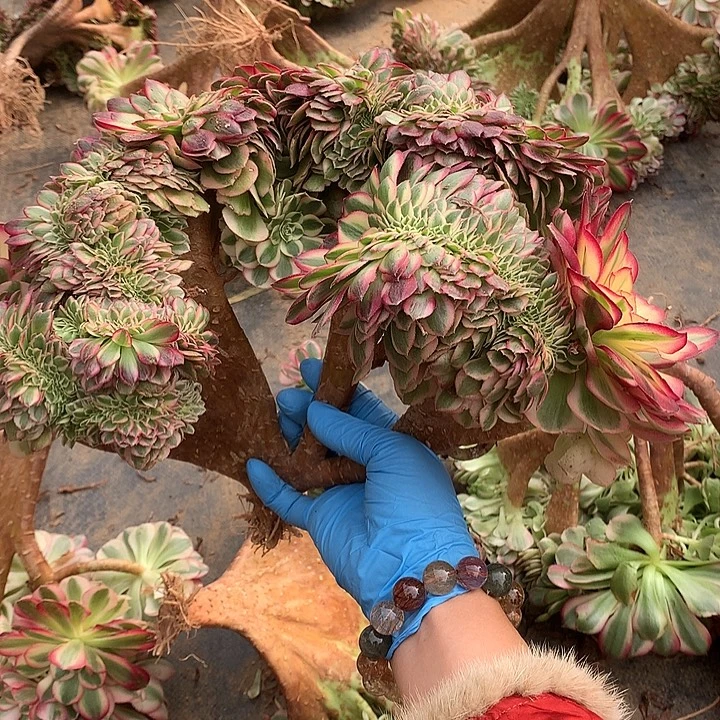 ꧁***꧂倾城缀化顺丰到付保温