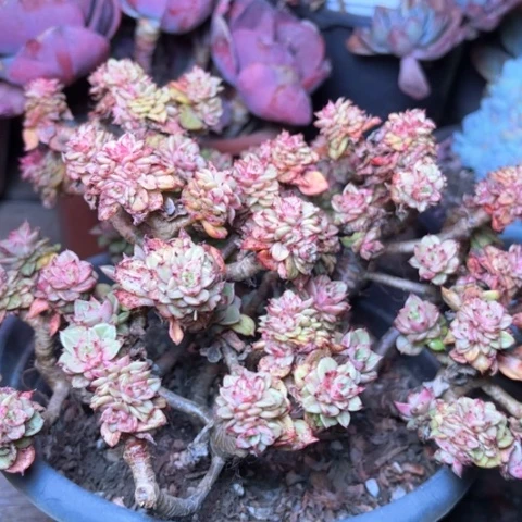 水**色多肉植物的植物