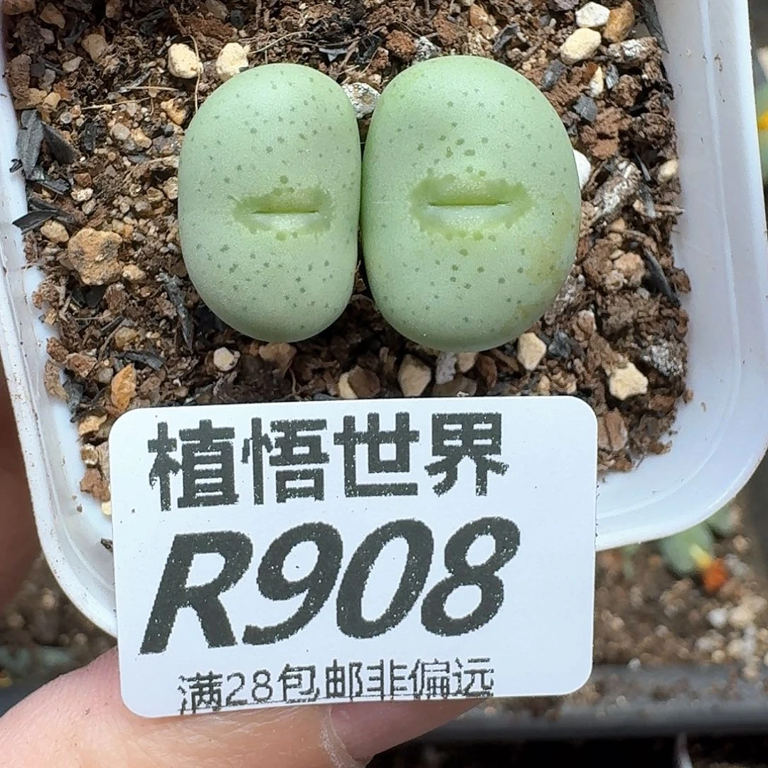 多肉植物的润泽地d