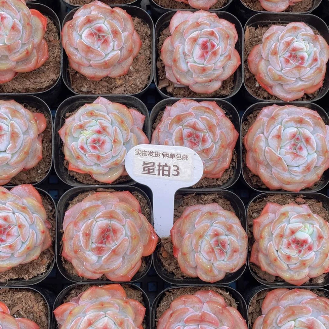 量拍3号紫皮石榴籽星影单头两个