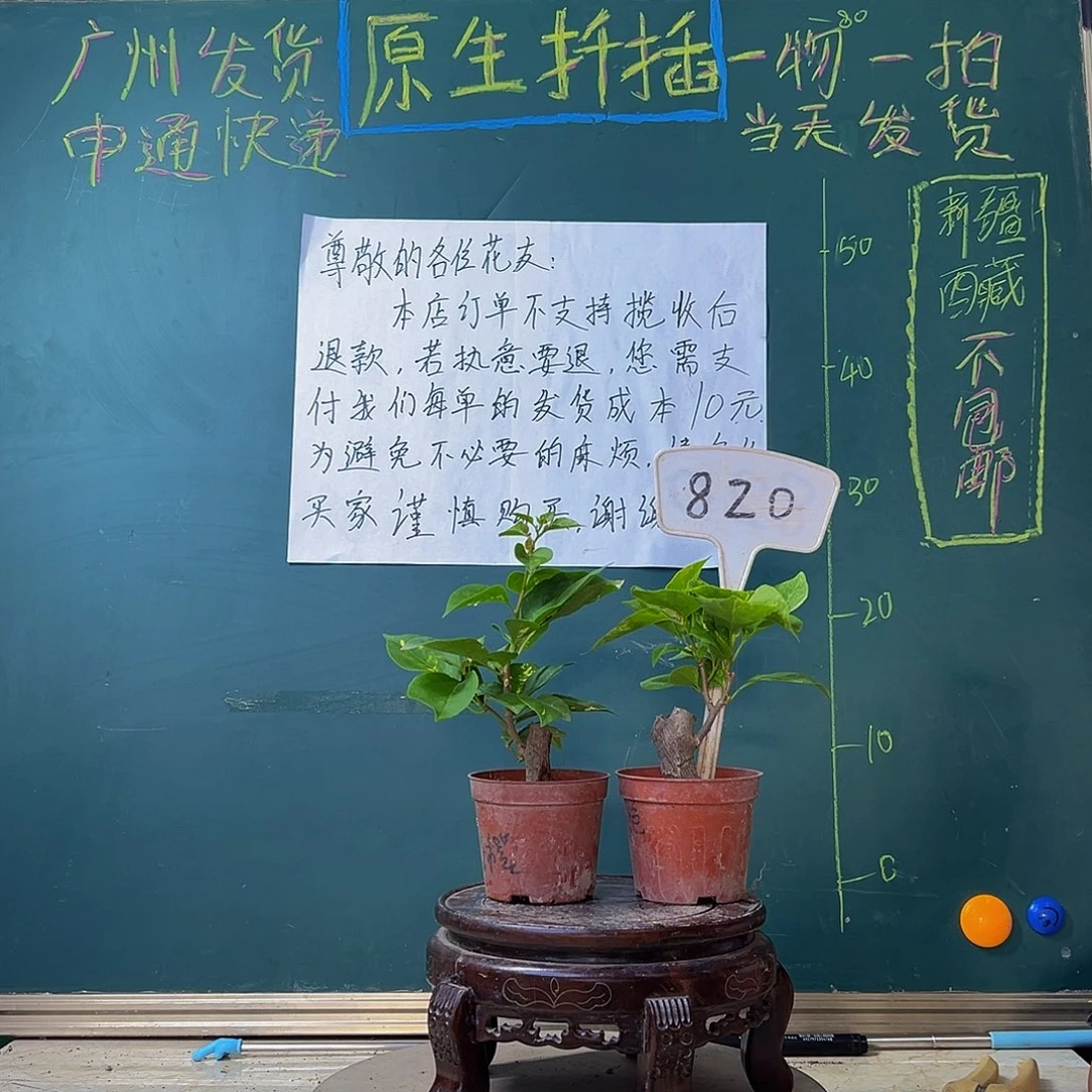 当前无花栽培后可以开花炸 洒金橙掌中宝沙斑艳红掌中宝有瑕疵820