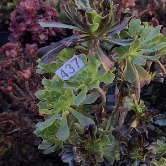 小***雀多肉植物一个水墨丹青