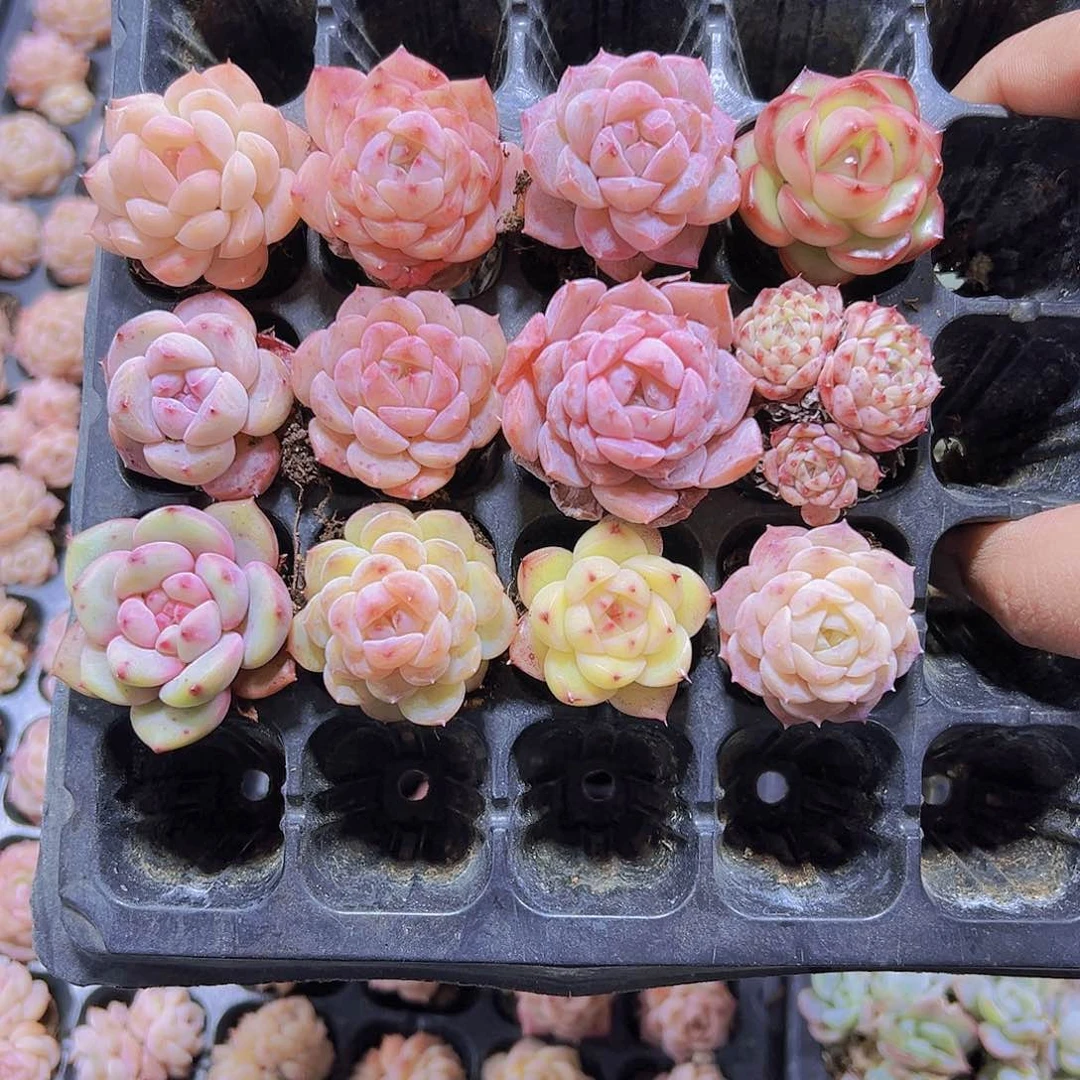 小苗12个组合19包邮