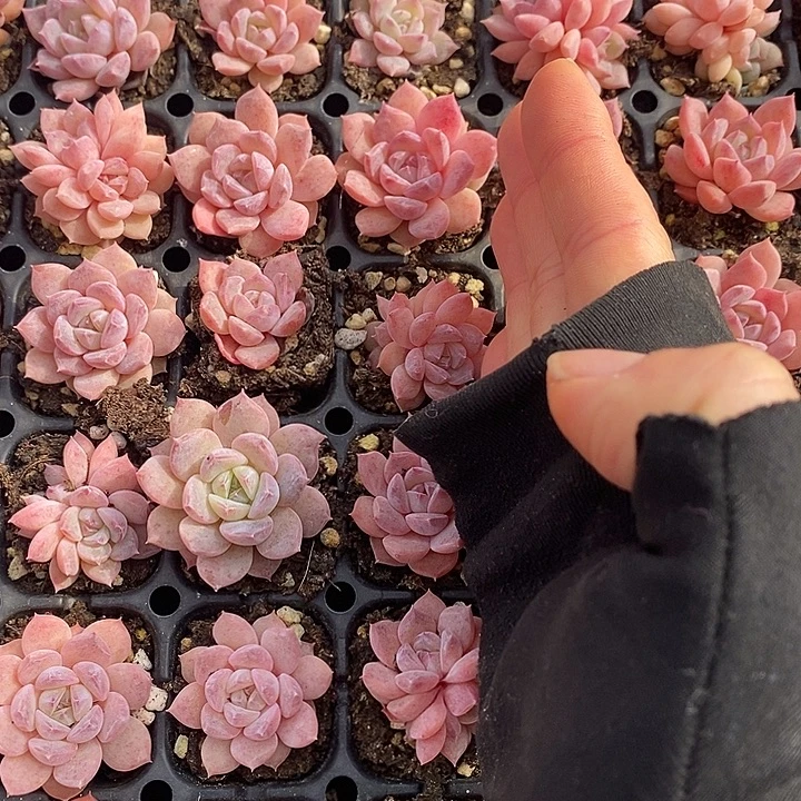 6-8 多肉植物盆栽花卉