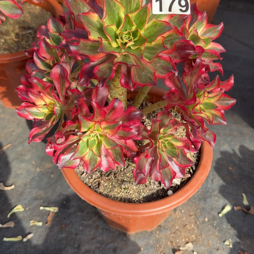 179多肉植物魅影多肉