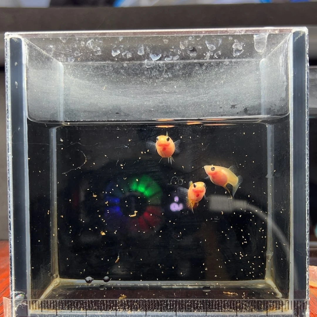 孔雀鱼幻彩粉猫一对