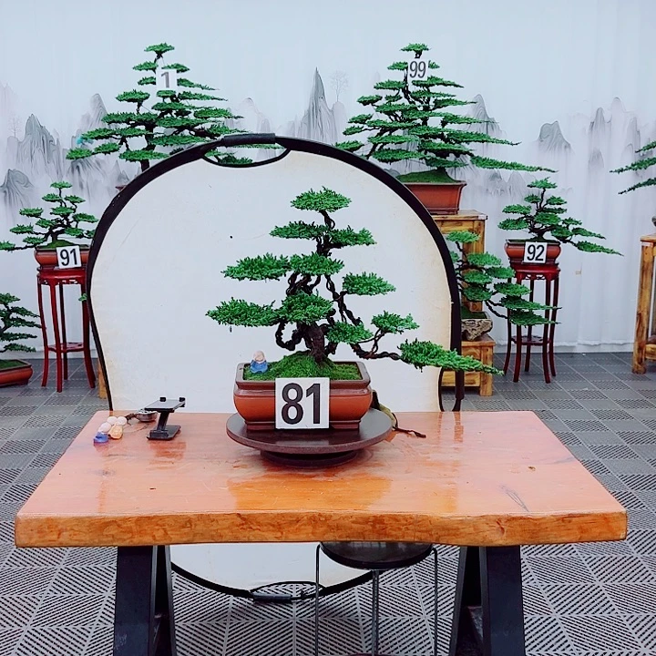 无花朵松柏盆景一物一拍