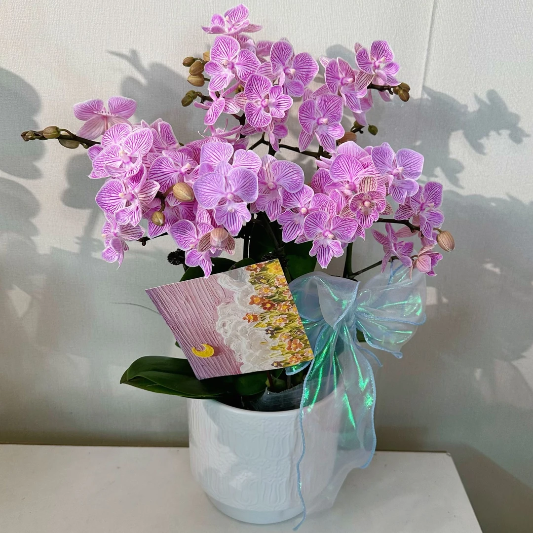 【樱花-组盆】蝴蝶兰带花花期长适合送人作餐桌花花卉盆栽四季开花