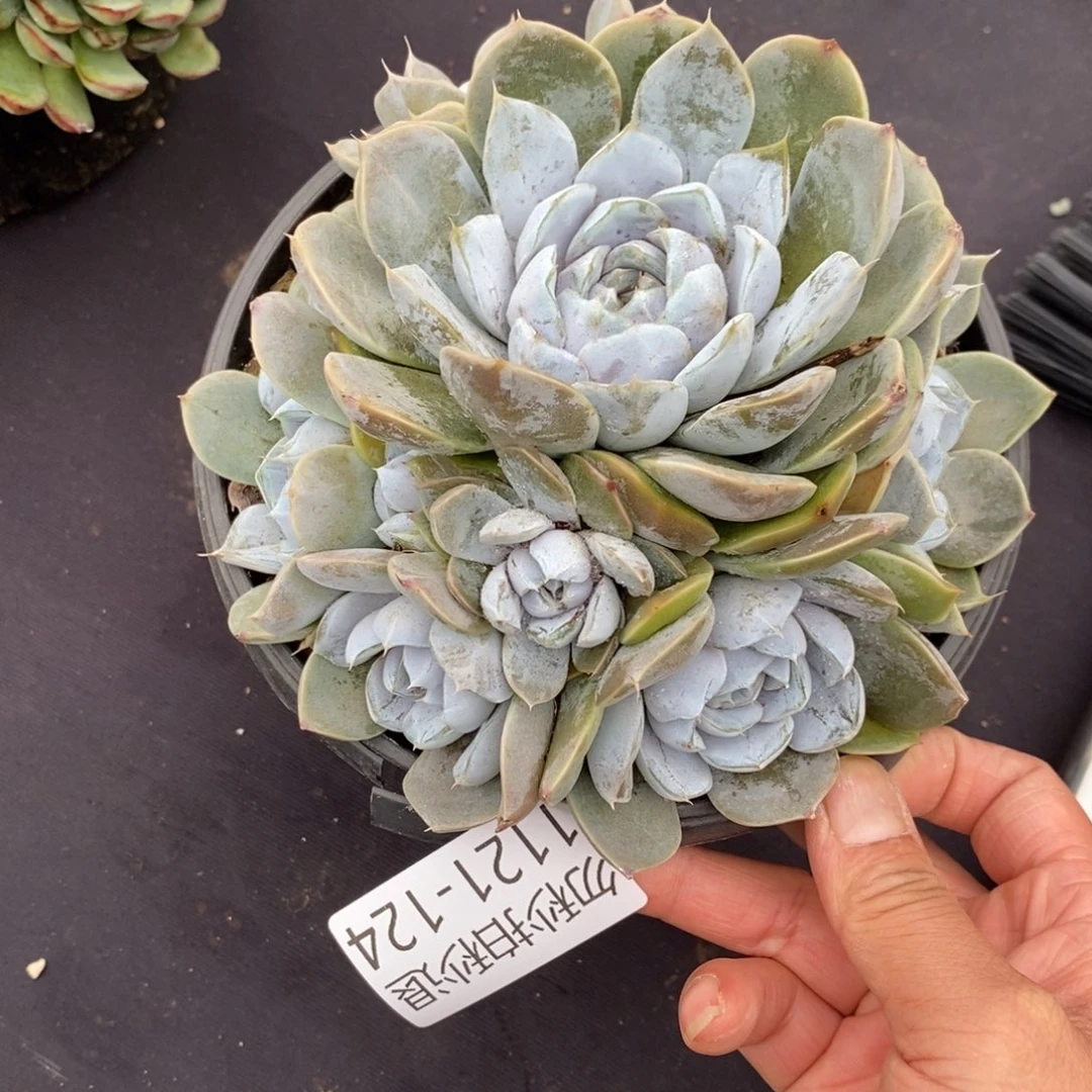 两单包邮1121-124雪兔