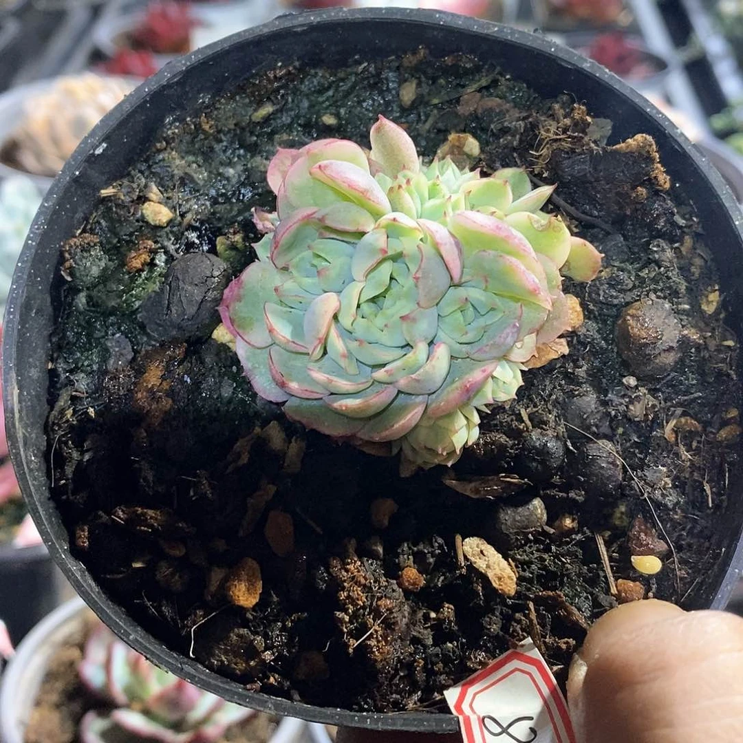 A836精美多肉梦幻玫瑰黄腹轮锦群