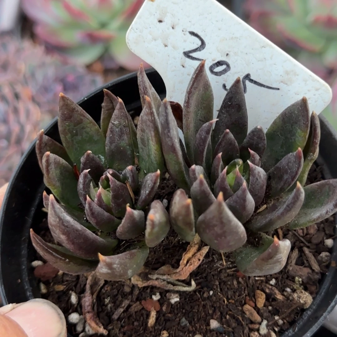 黑骑士物一拍包装收缩花旱205