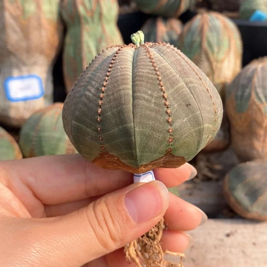 15欧系实生布纹球一物一拍