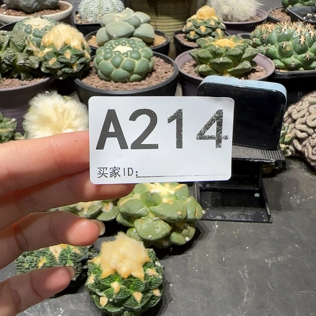 青***.实生仙人球特价一颗