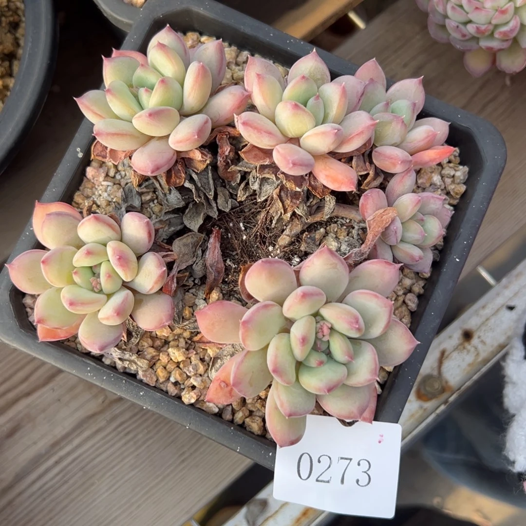 c****c0273多肉多多多多多