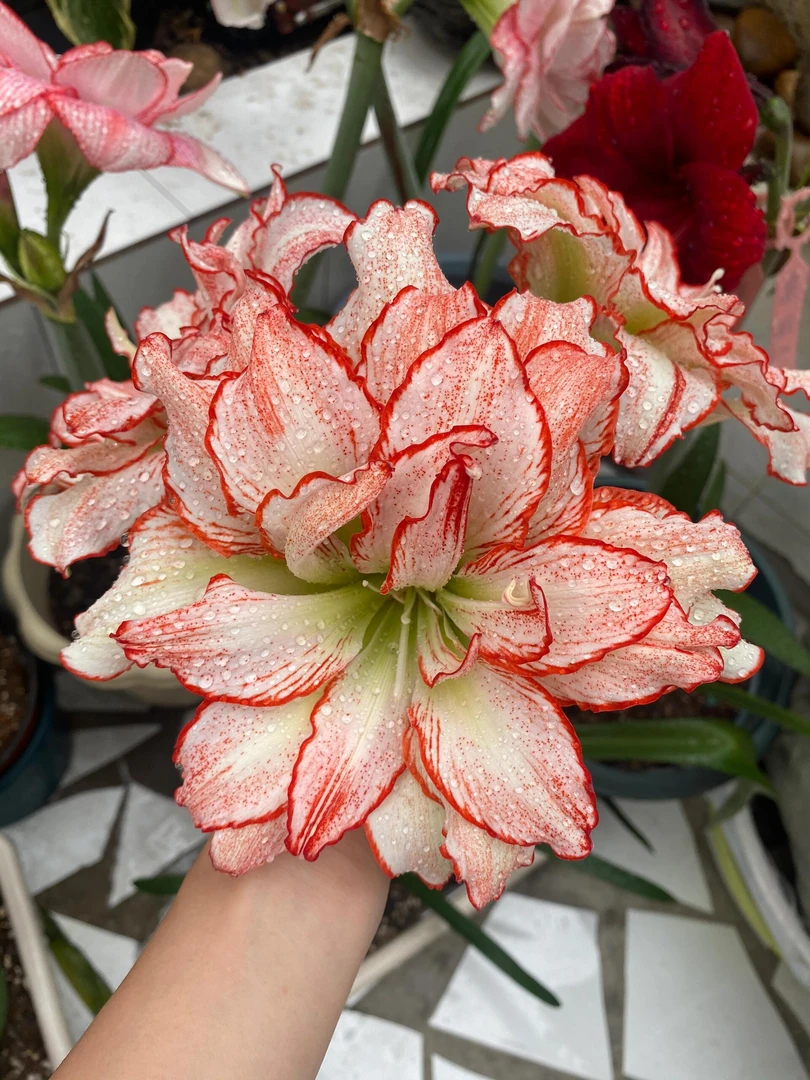 （干邑橙酒）朱顶红自然球包对版重瓣送肥料