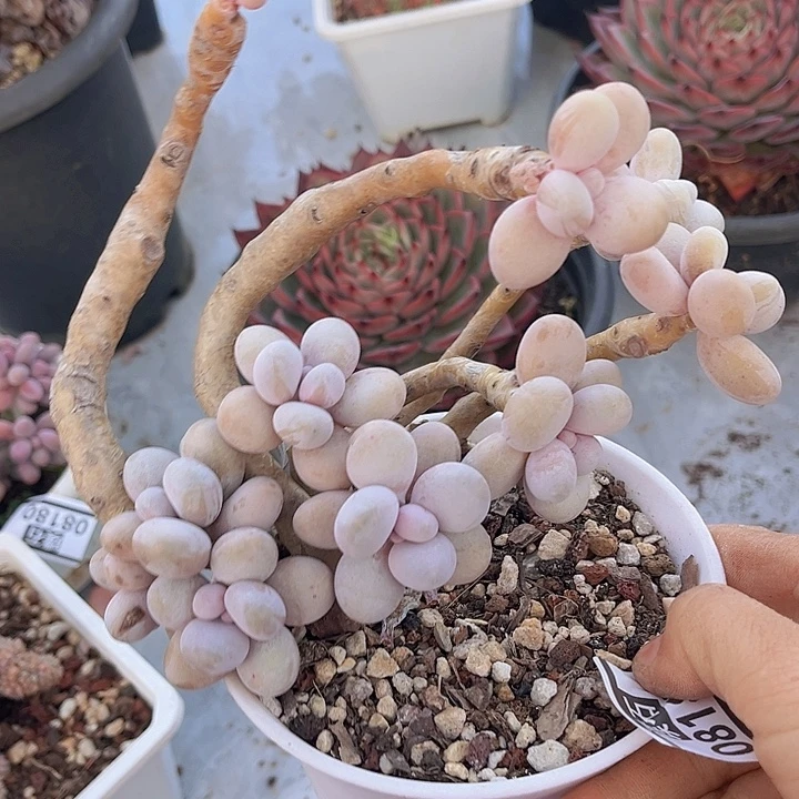 樱花奶08182多肉植物
