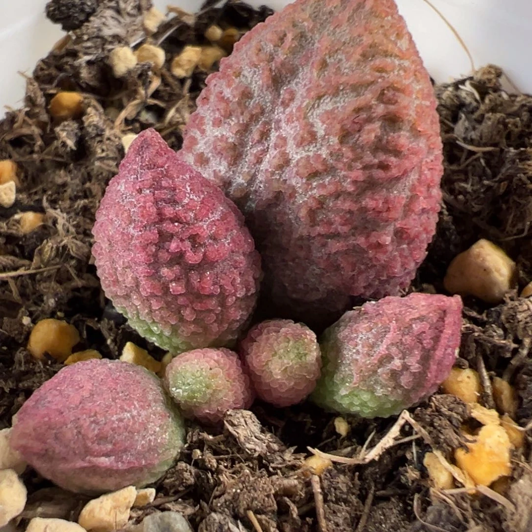 糖果水泡多肉植物水泡