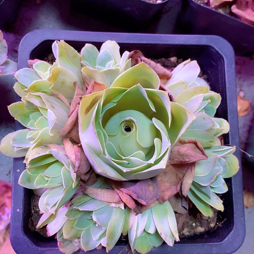 山地玫瑰一物一拍729qq