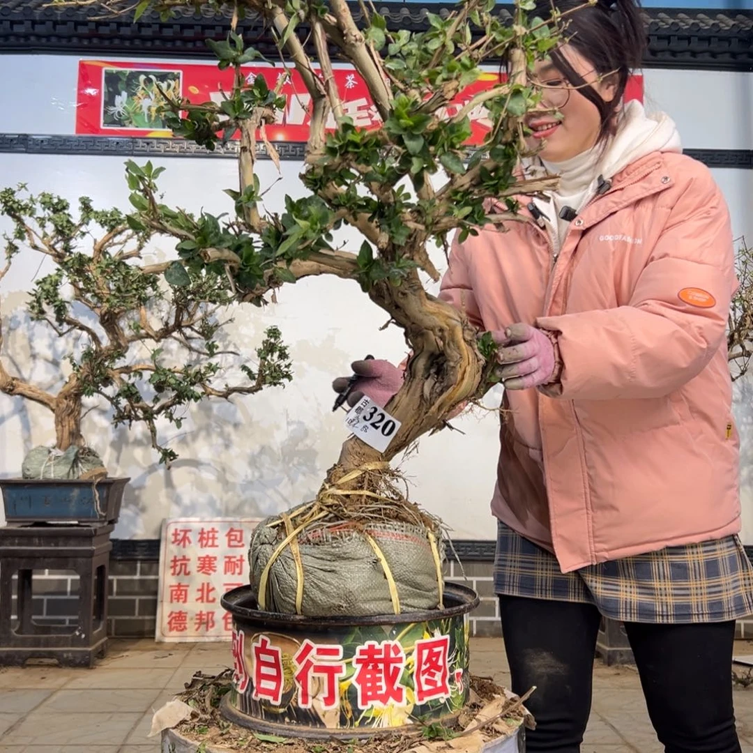 无花朵金银花88888