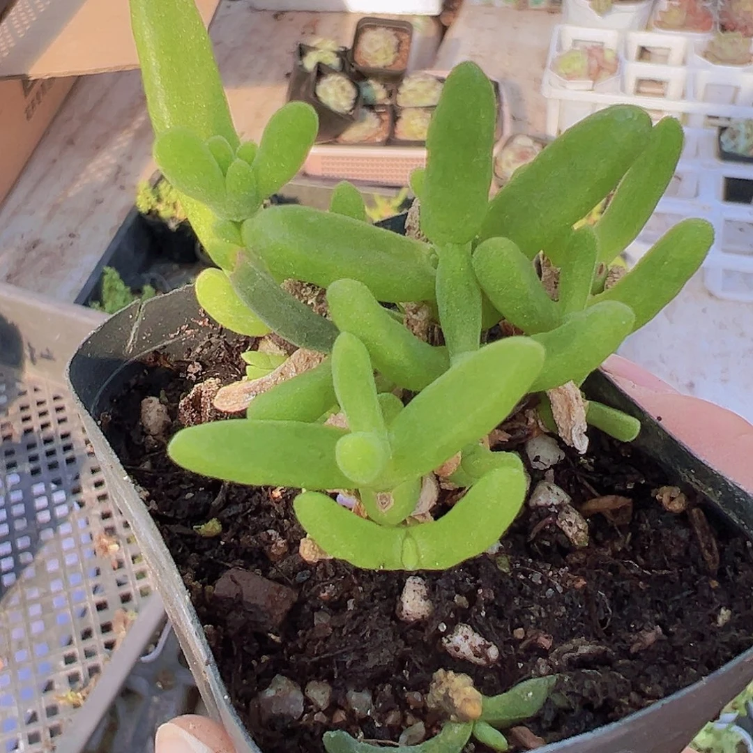 兔子枝干19包邮多肉