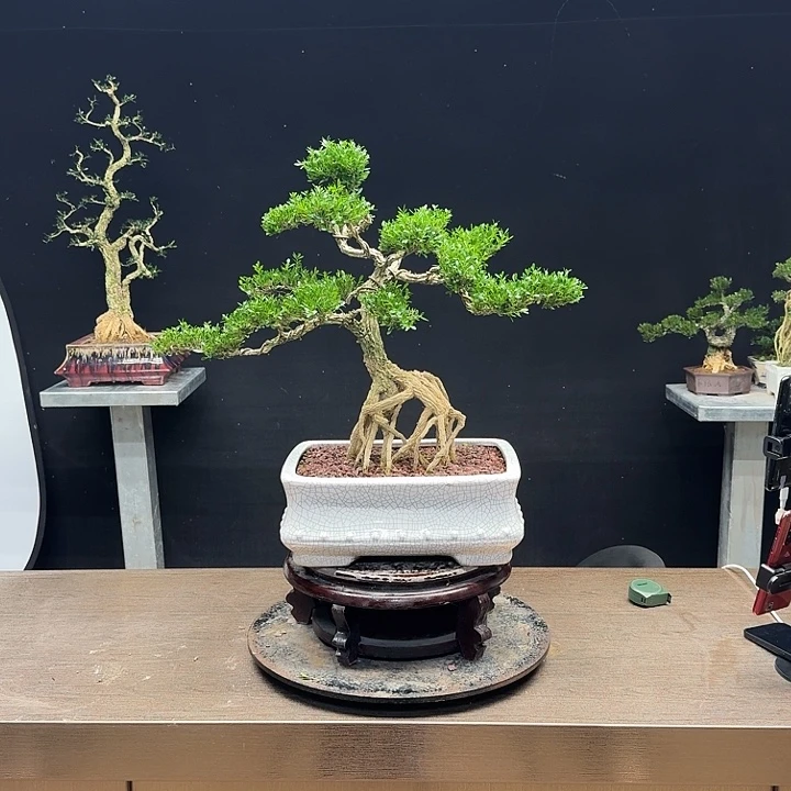 马***功无花朵广东皱皮雀舌黄杨