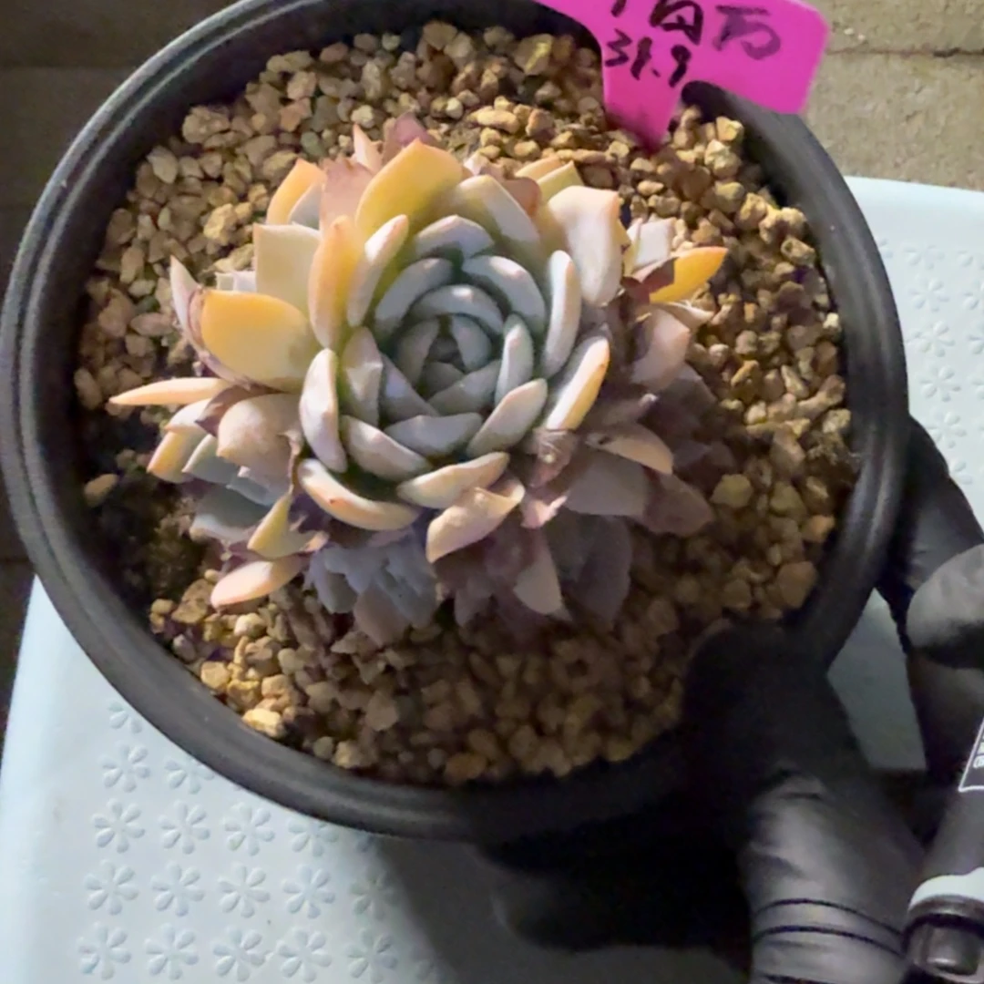 郭***砖11111111111111111111