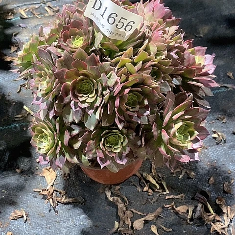 1656红稚莲多肉微瑕疵处理