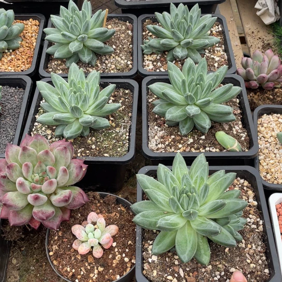 多肉植物的生长发育与生长发育