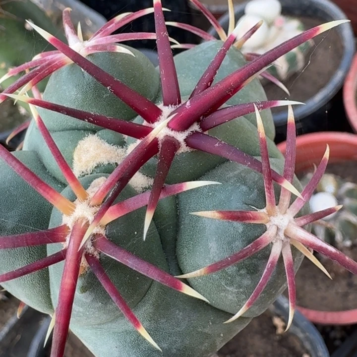 大红鹰66666666666