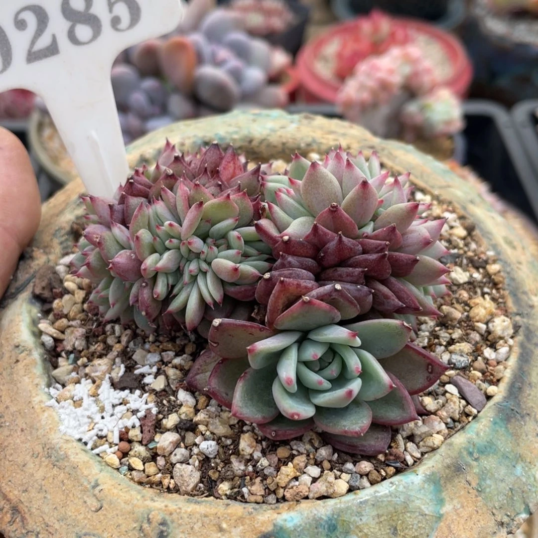 0285拉糖不带盆7厘米