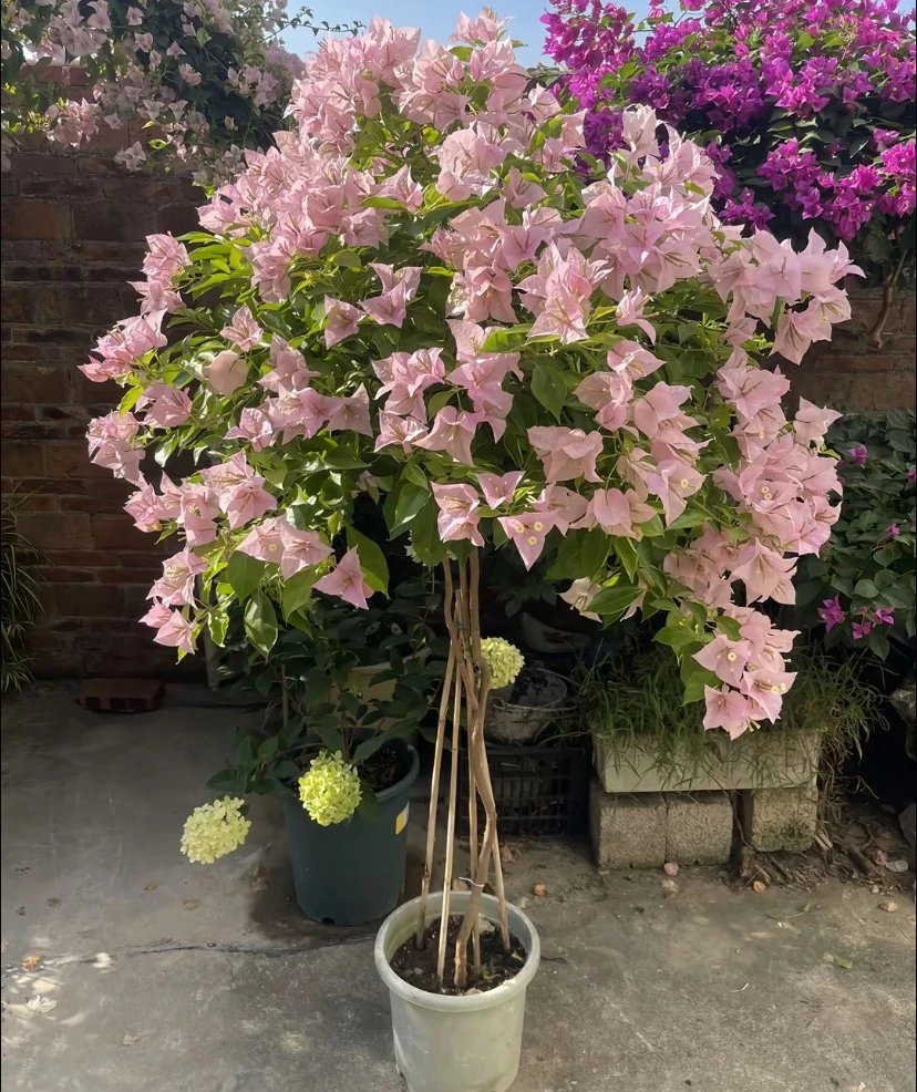 【粉天使】盆苗三角梅盆栽爬藤勤花四季开花带花室内外绿植带花带盆