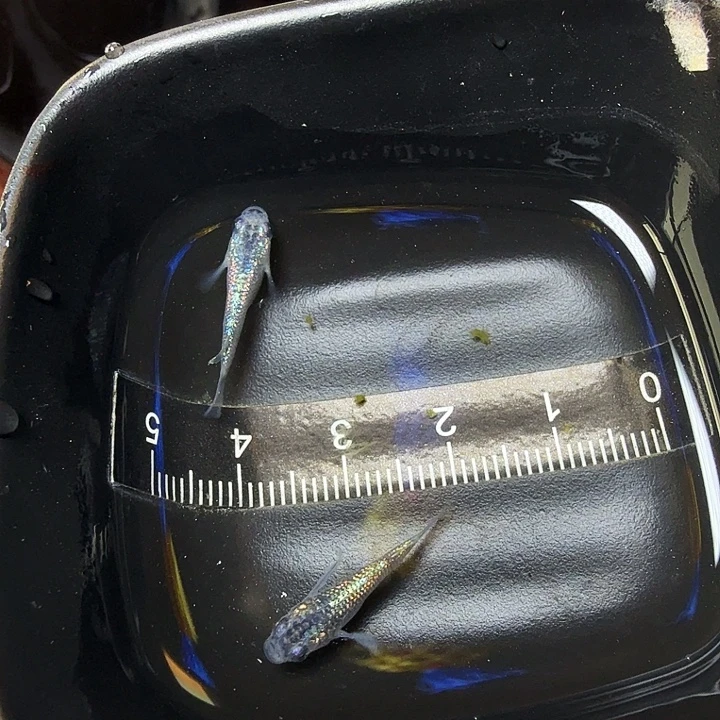 青鳉鱼159号蓝宝石