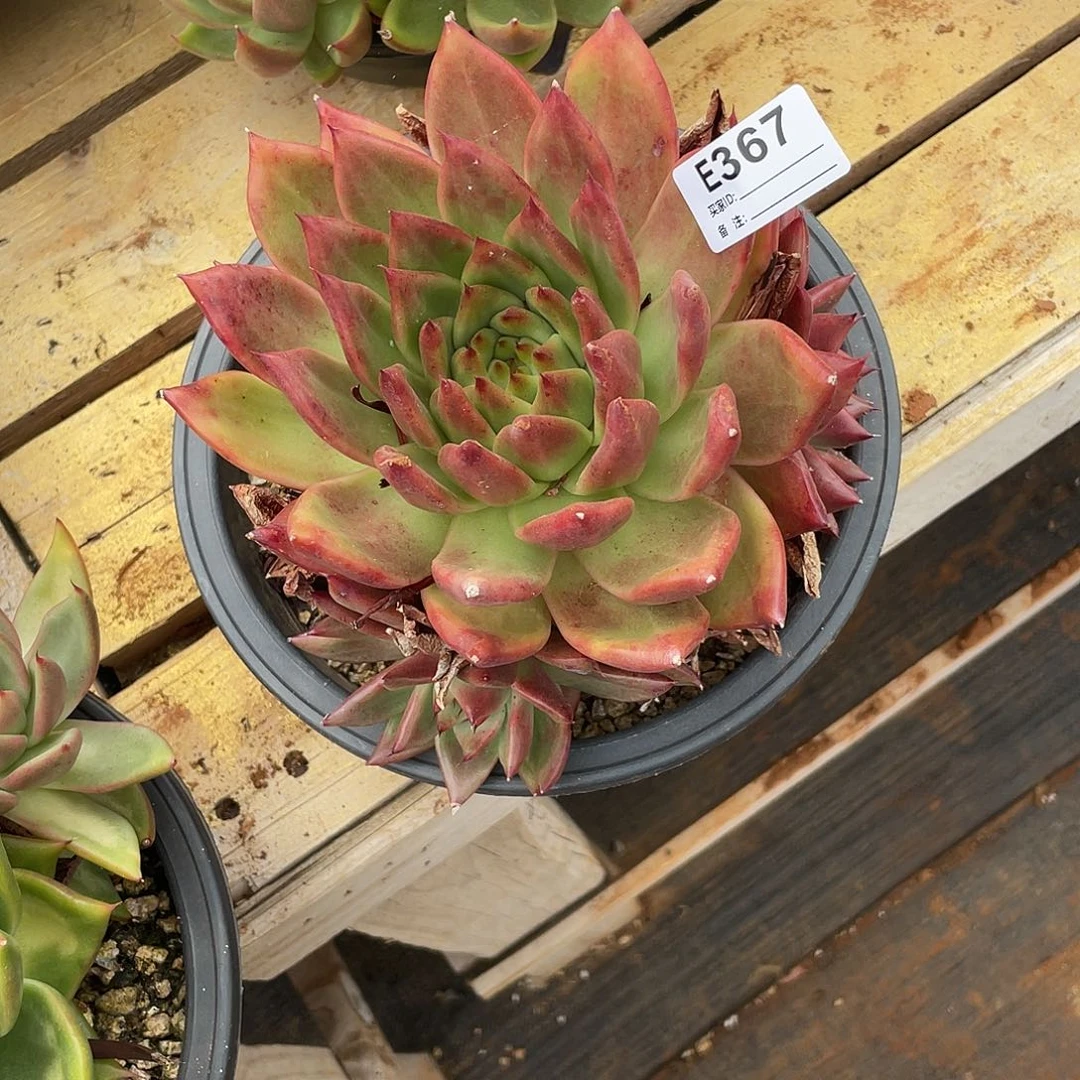 若如东云单拍E367