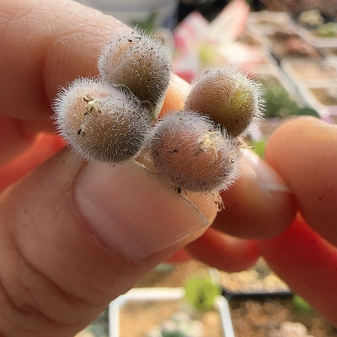 莫****卜28包邮脱土发货27285