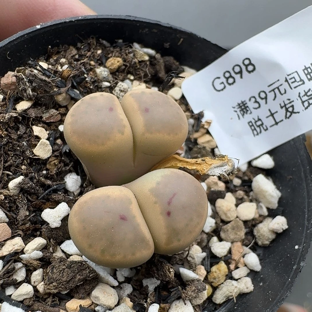 898哈哈哈哈哈哈哈哈哈