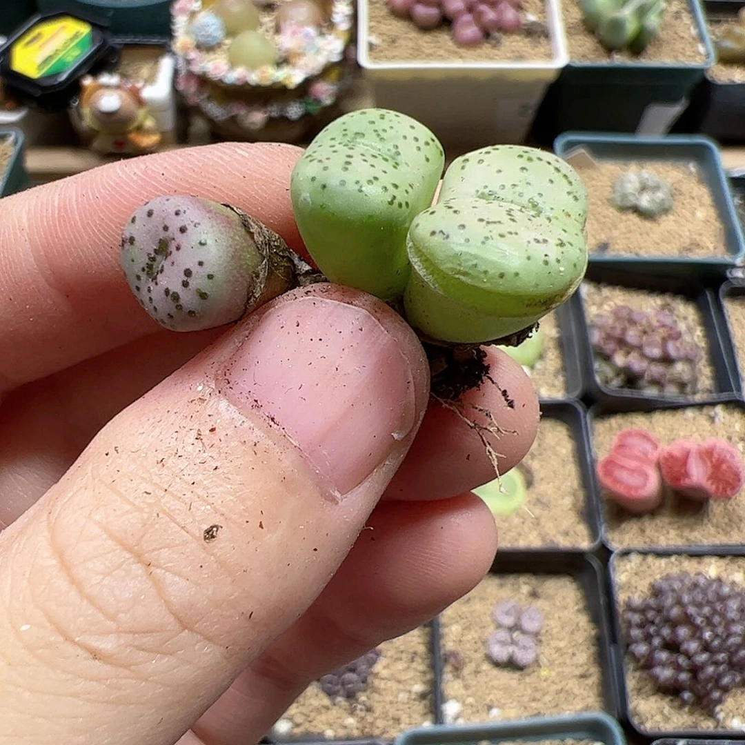 【闪购商品】362 秒